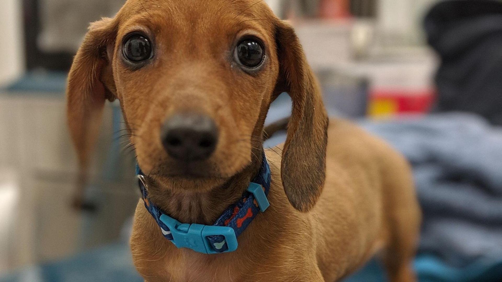 Dierenkliniek Velp bundelt krachten en opent nieuwe locatie