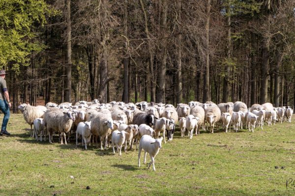Lammetjesdag 2026 in Rheden Foto: Rob de Lelij