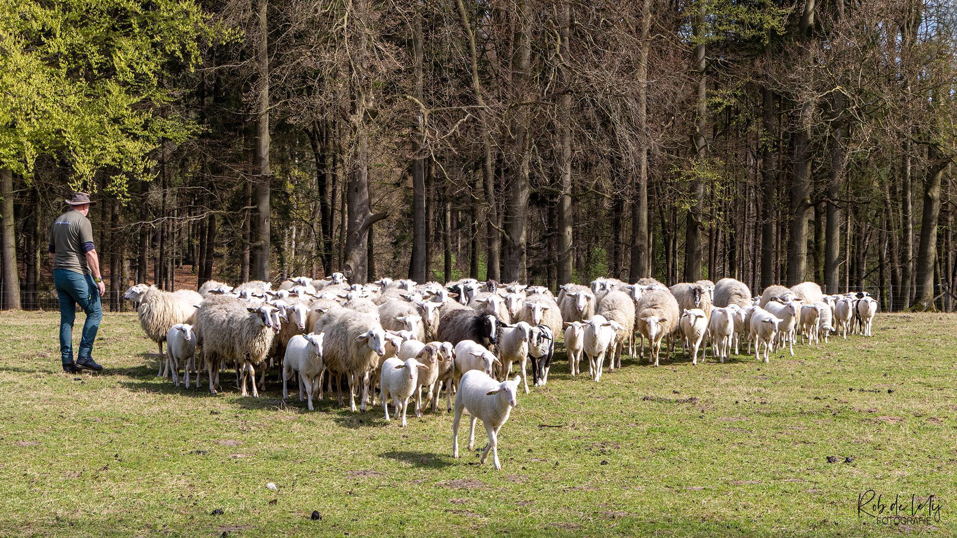 Lammetjesdag trekt veel bezoekers bij schaapskudde in Rheden