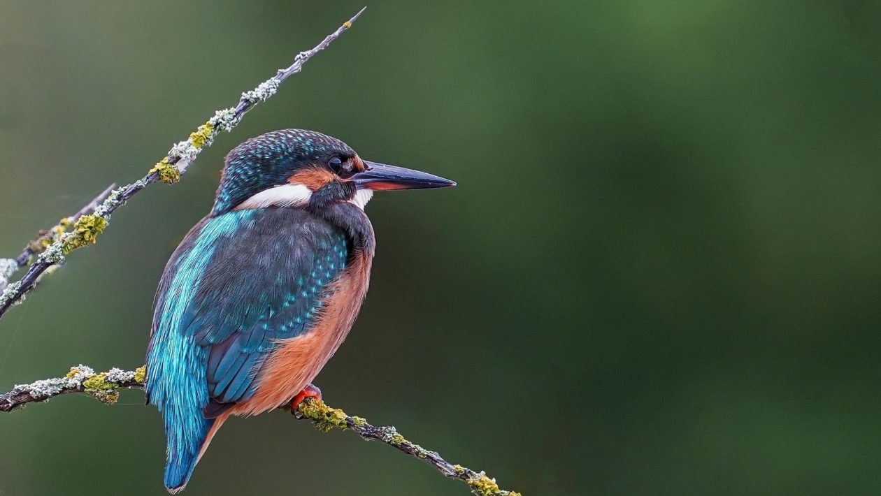 IJsvogel Foto: Pixabay