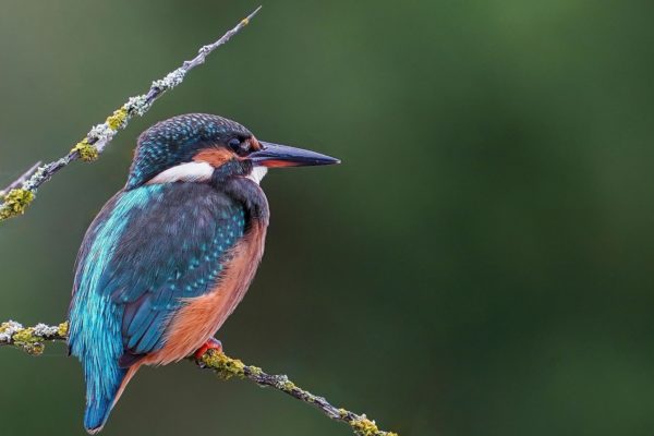 IJsvogel Foto: Pixabay