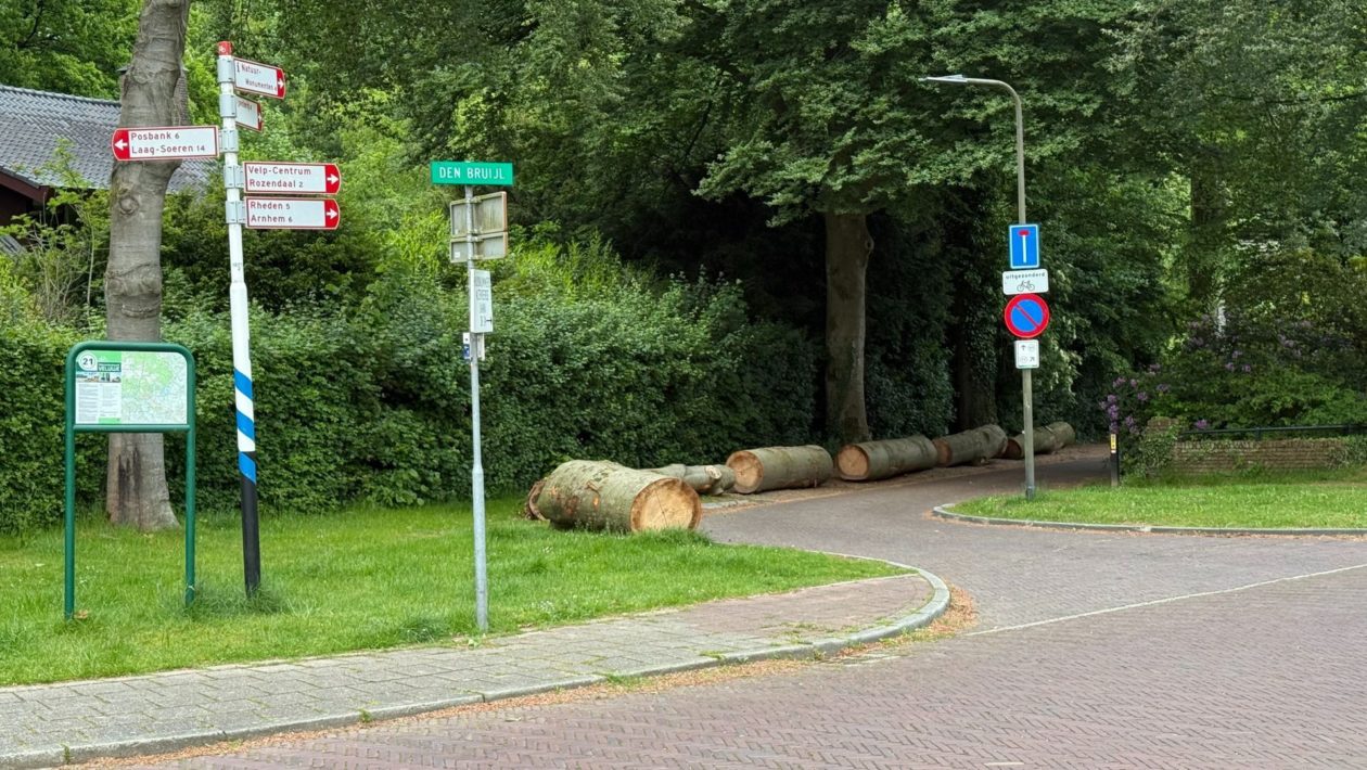 Boomstammen in Velp zorgen voor verbazing Foto: Martin Slijper