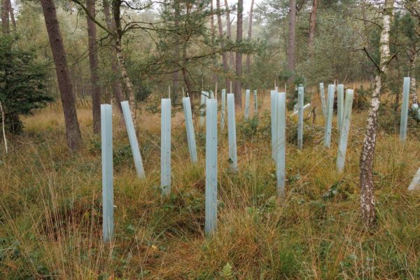 IVN organiseert wandeling over toekomst van het bos Foto: IVN Rheden