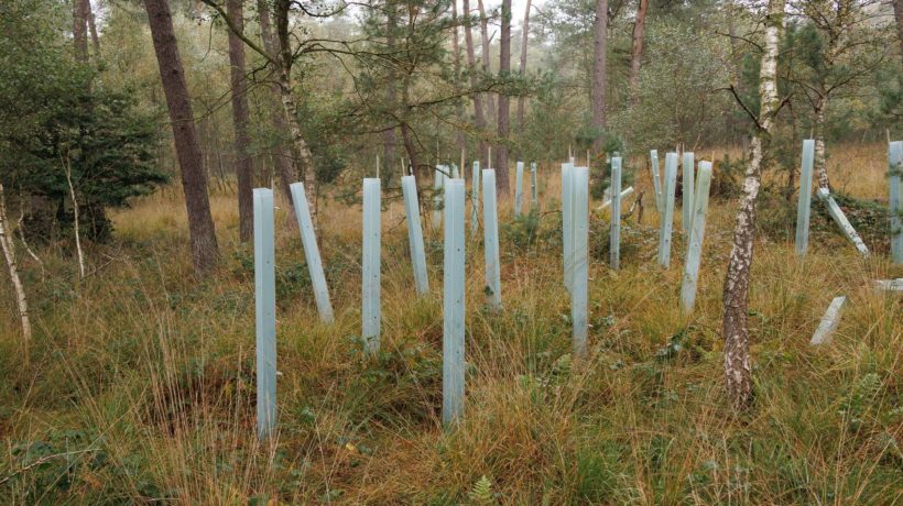 IVN organiseert wandeling over toekomst van het bos Foto: IVN Rheden
