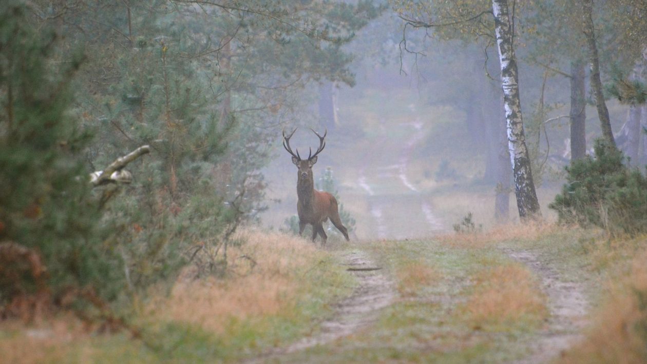 Natuurmonumenten Foto: Roy-Zonnenberg