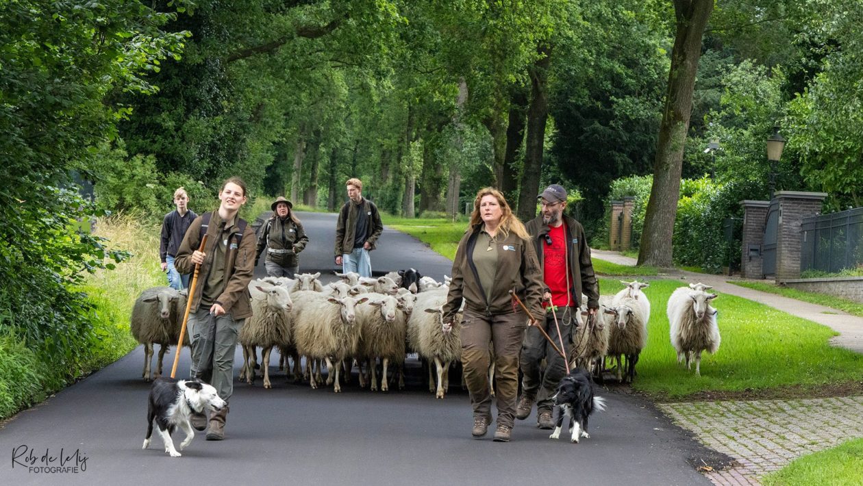 Bonte Schaap Festival trekt veel bezoekers naar Rheden Foto: Rob de Lelij