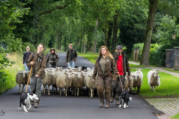 Bonte Schaap Festival trekt veel bezoekers naar Rheden Foto: Rob de Lelij