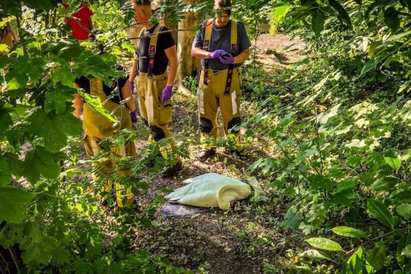 De brandweer vindt voor de derde keer in één week een dode zwaan. Foto: Persbureau Heitink