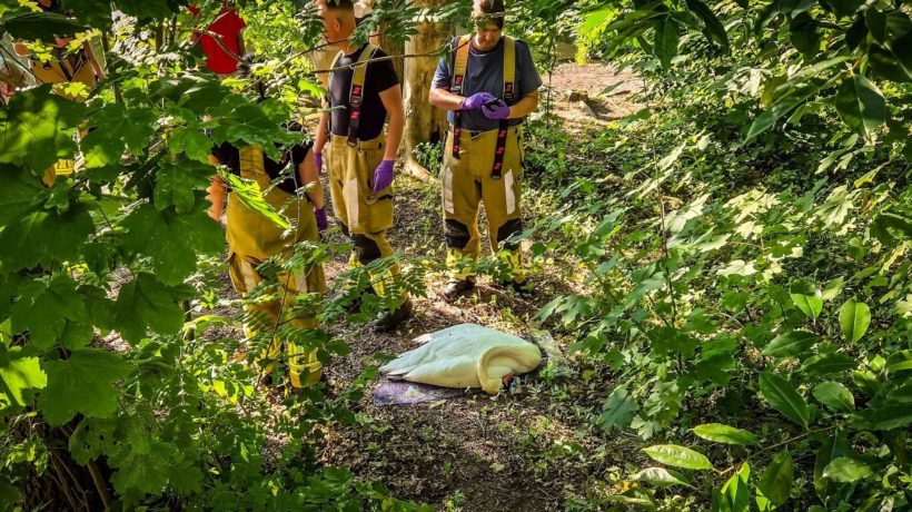 De brandweer vindt voor de derde keer in één week een dode zwaan. Foto: Persbureau Heitink