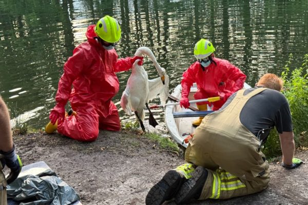 Zwaan overleden in vijver bij Biljoen Foto: Martin Slijper