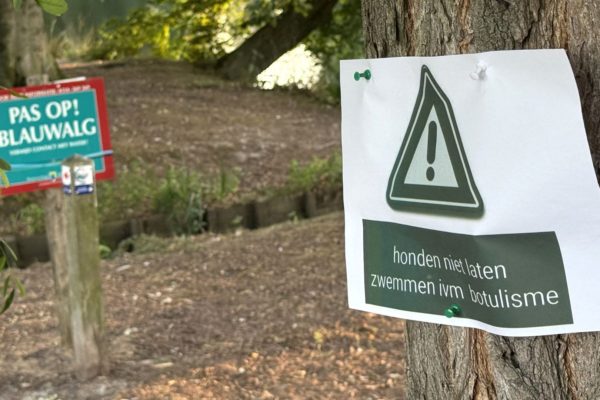 Blauwalg en botulisme vastgesteld bij vijver Biljoen Foto: Martin Slijper