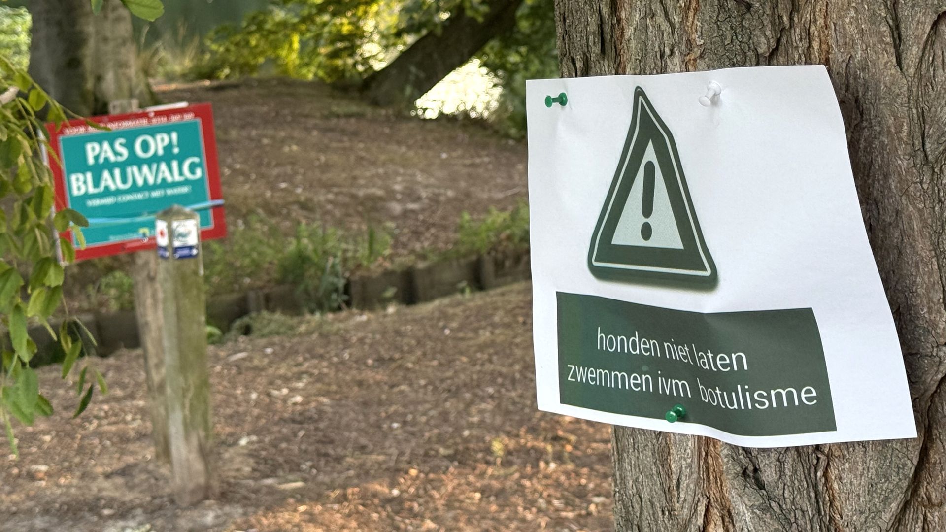 Blauwalg en botulisme vastgesteld bij vijver Biljoen