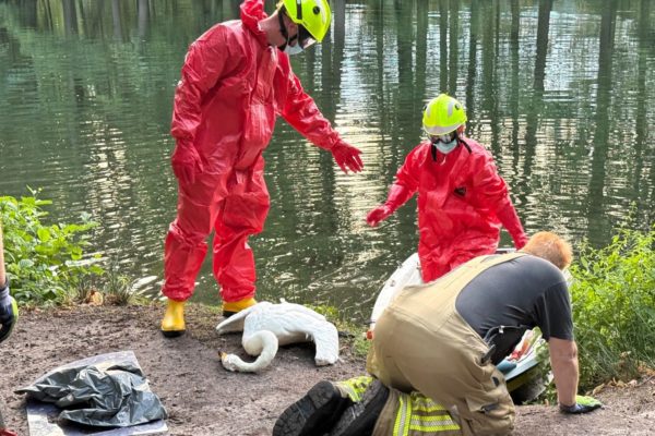 Brandweer haalt dode zwaan uit besmet water bij Biljoen Foto: Martin Slijper