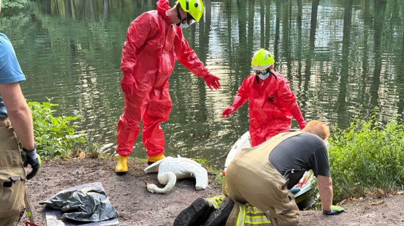 Brandweer haalt dode zwaan uit besmet water bij Biljoen Foto: Martin Slijper