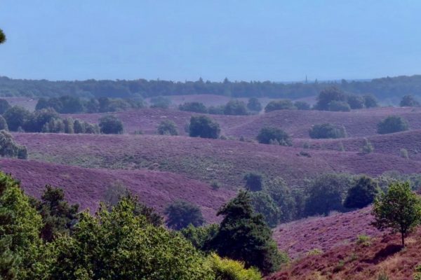Paarse heide komt voorzichtig op gang op de Posbank Foto: Martin Slijper