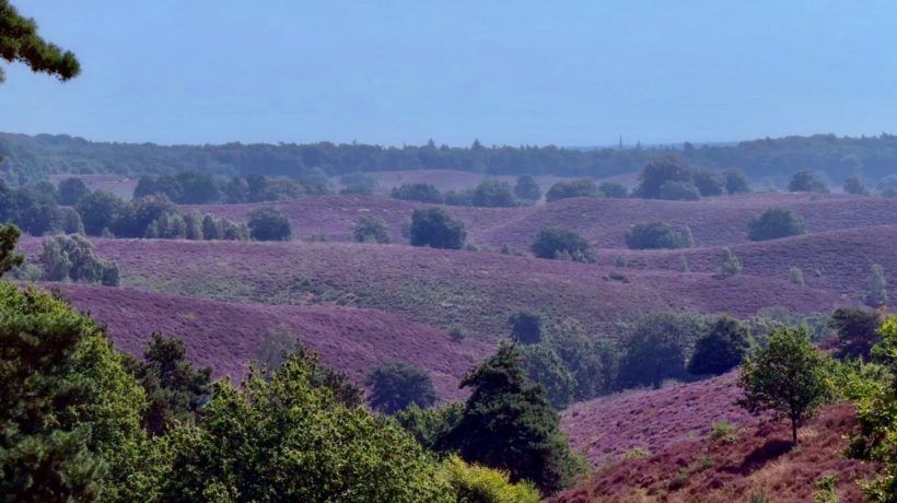 Paarse heide komt voorzichtig op gang op de Posbank Foto: Martin Slijper