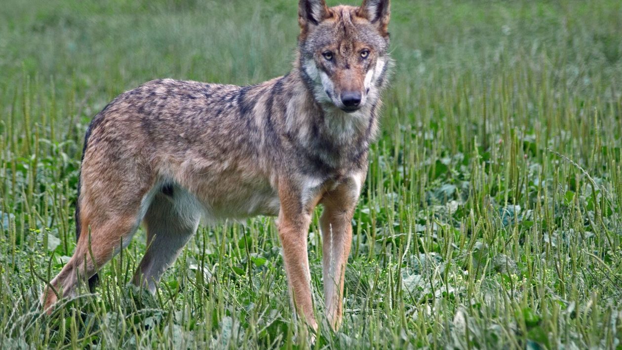 Wolf Foto: Natuurmonumenten / Ben Walet