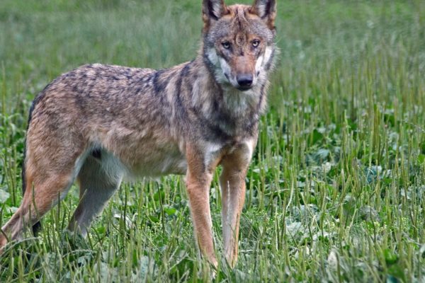 Wolf Foto: Natuurmonumenten / Ben Walet