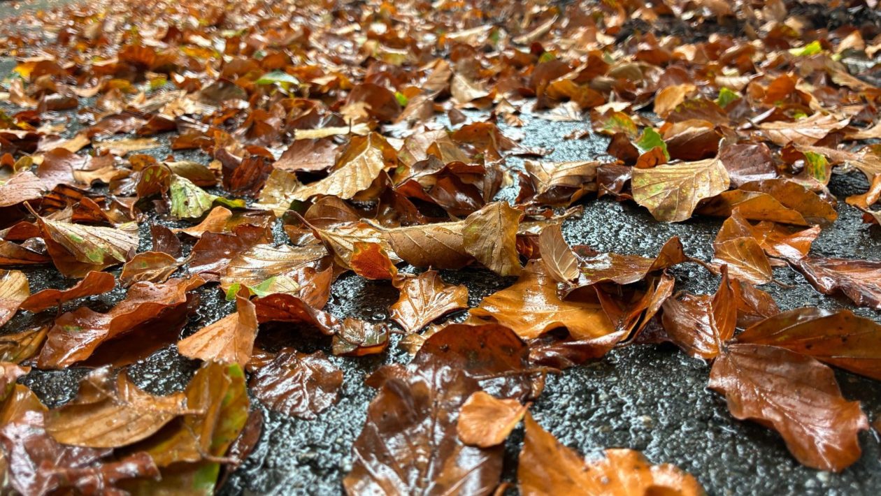 Al veel verkleurde bladeren op de weg in natuurgebied de Veluwezoom. Foto: Omroep Gelderland
