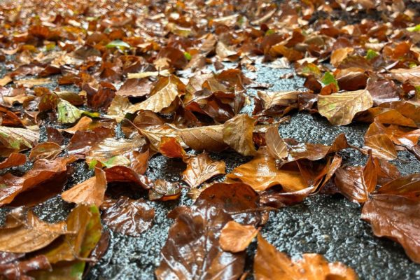 Al veel verkleurde bladeren op de weg in natuurgebied de Veluwezoom. Foto: Omroep Gelderland