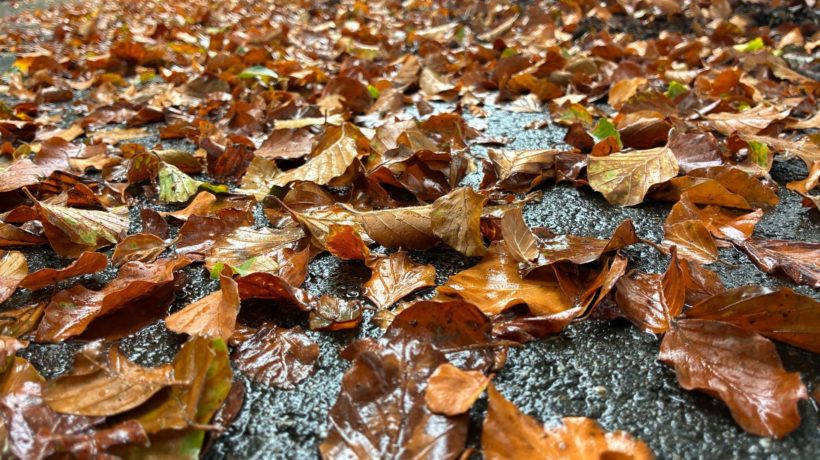 Al veel verkleurde bladeren op de weg in natuurgebied de Veluwezoom. Foto: Omroep Gelderland