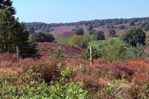 Paarse heide komt voorzichtig op gang op de Posbank Foto: Martin Slijper