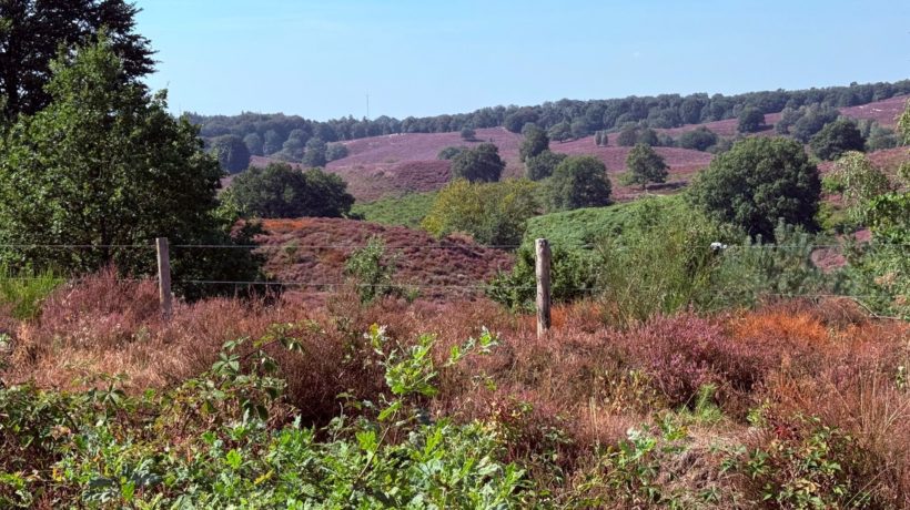 Paarse heide komt voorzichtig op gang op de Posbank Foto: Martin Slijper