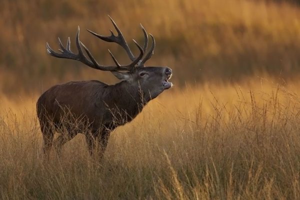 Burlend edelhert Foto: Natuurmonumenten - Dick van Egmond