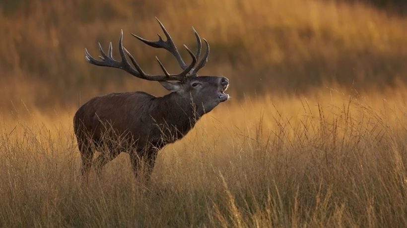Burlend edelhert Foto: Natuurmonumenten - Dick van Egmond