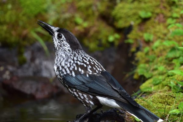 Vogelspotters zoeken Notenkraker Foto: Pixabay