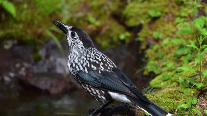 Vogelspotters zoeken Notenkraker Foto: Pixabay