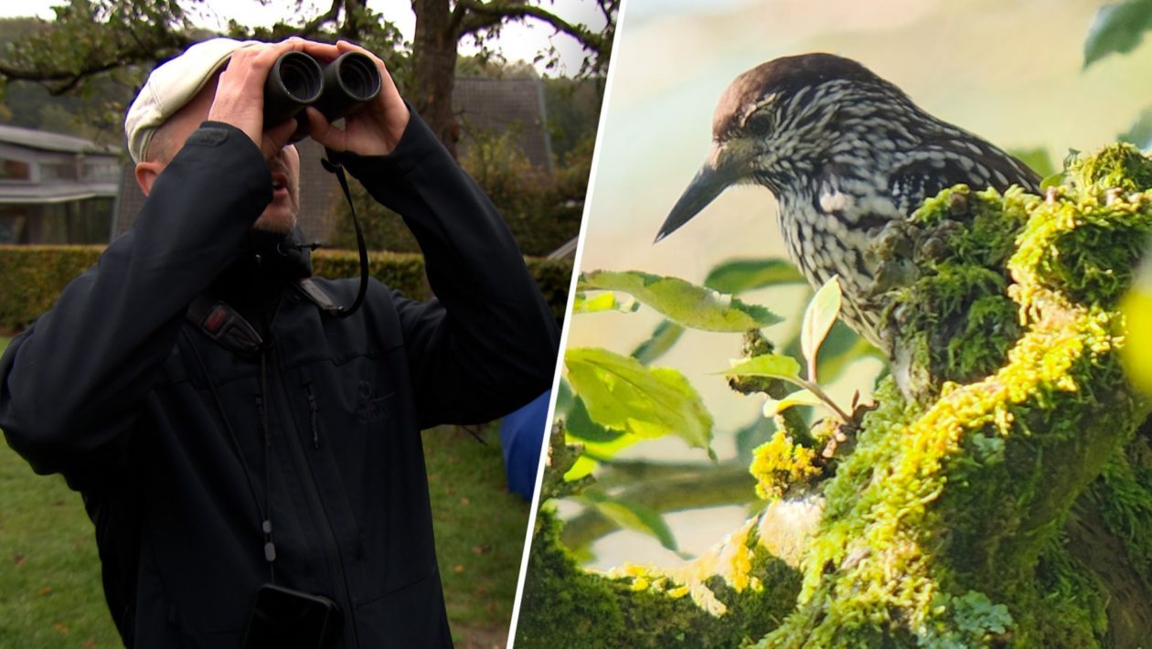 Een zeldzame notenkraker uit Siberië trekt deze week tientallen vogelaars naar de Veluwezoom bij Rheden. Foto: Omroep Gelderland
