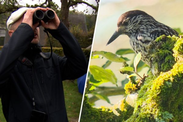 Een zeldzame notenkraker uit Siberië trekt deze week tientallen vogelaars naar de Veluwezoom bij Rheden. Foto: Omroep Gelderland