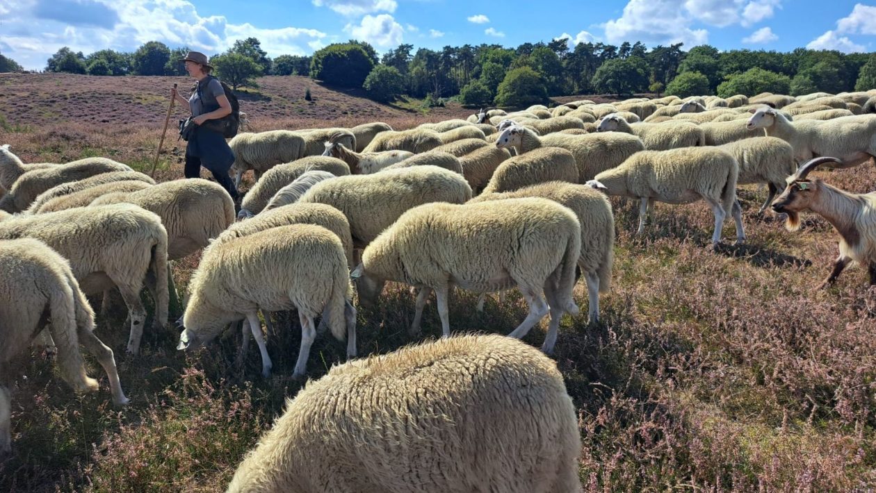 Rhedense Schaapskudde zoekt vrijwillige herder met eigen hond Foto: Rhedense Schaapskudde