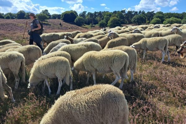 Rhedense Schaapskudde zoekt vrijwillige herder met eigen hond Foto: Rhedense Schaapskudde